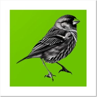 Finch Drawing in Black and White - Monochrome Drawing Bird Posters and Art